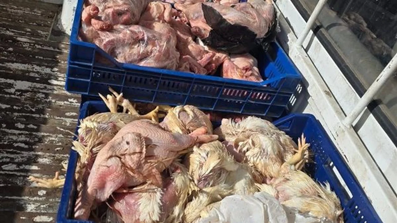 ضبط كميات ضخمة.. محافظة الجيزة تتحفظ على دواجن فاسدة قبل طرحها بالأسواق